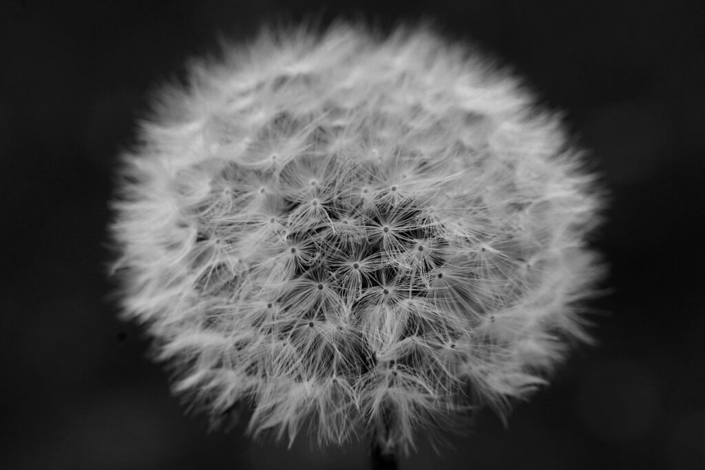 dandelion, black, white, nature, flower, spring, bloom, blossom, plant, seeds, structure, apocalypse, obituary, dark, summer, flora, wind, love, pattern, meadow, sympathy, sw, obituary, obituary, obituary, obituary, obituary